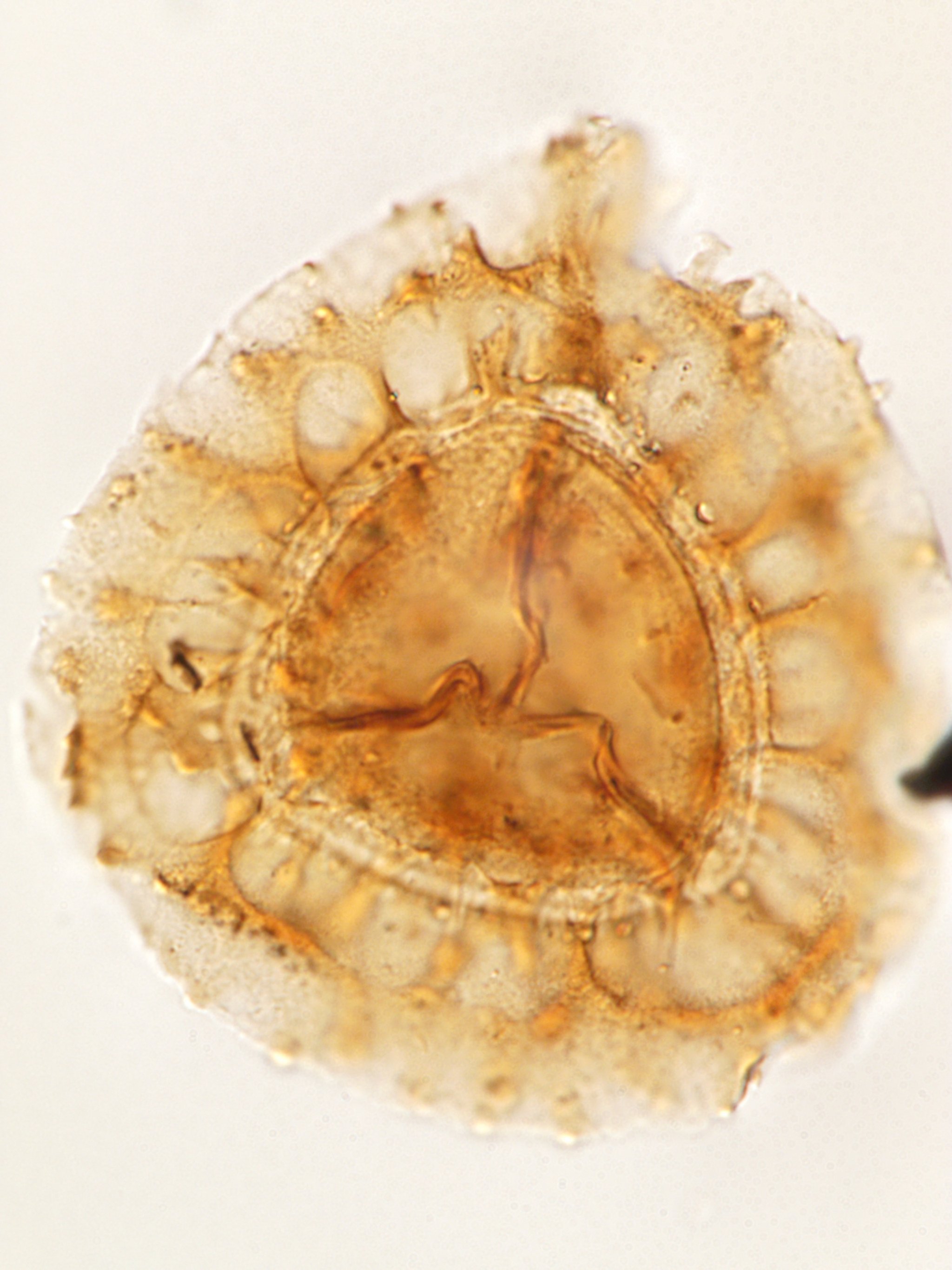 Spore structure