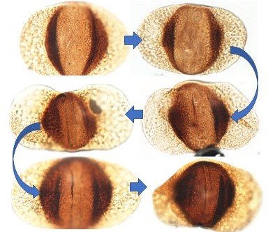 AI in palynological taxonomy