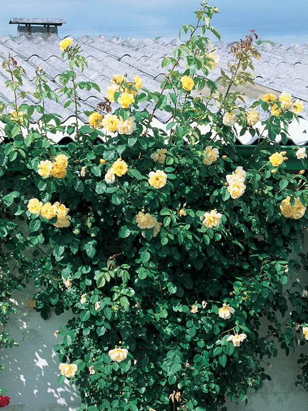 Kordes® Golden Gate™ — Kordes® Roses
