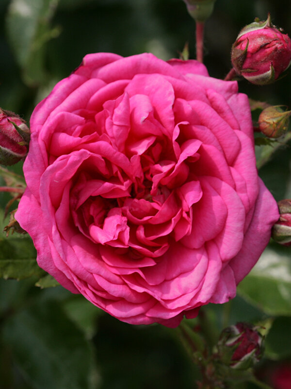 Arborose® Laguna — Kordes® Roses