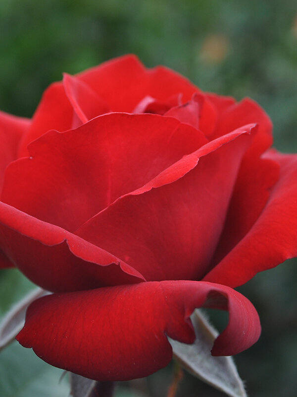 Crimson_Bouquet.jpg