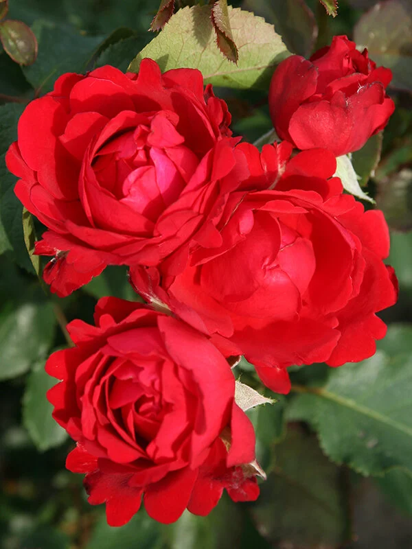 Eleganza® — Kordes® Roses