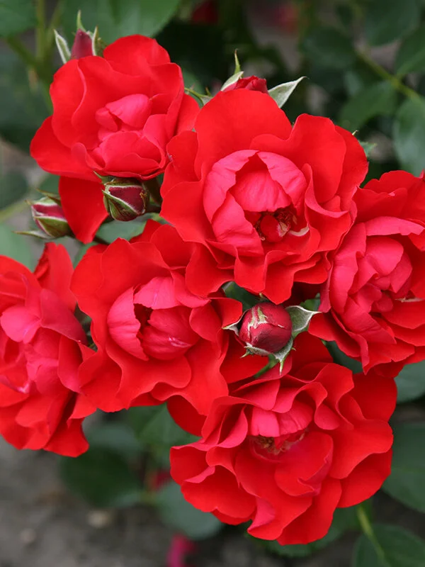 Black Forest Rose™ — Kordes® Roses