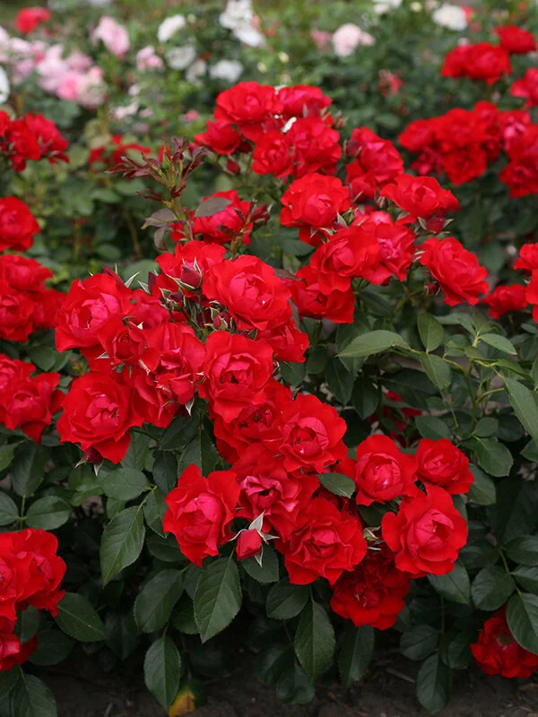 Black Forest Rose™ — Kordes® Roses