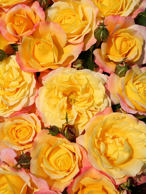 Rose of Hope™ — Kordes® Roses