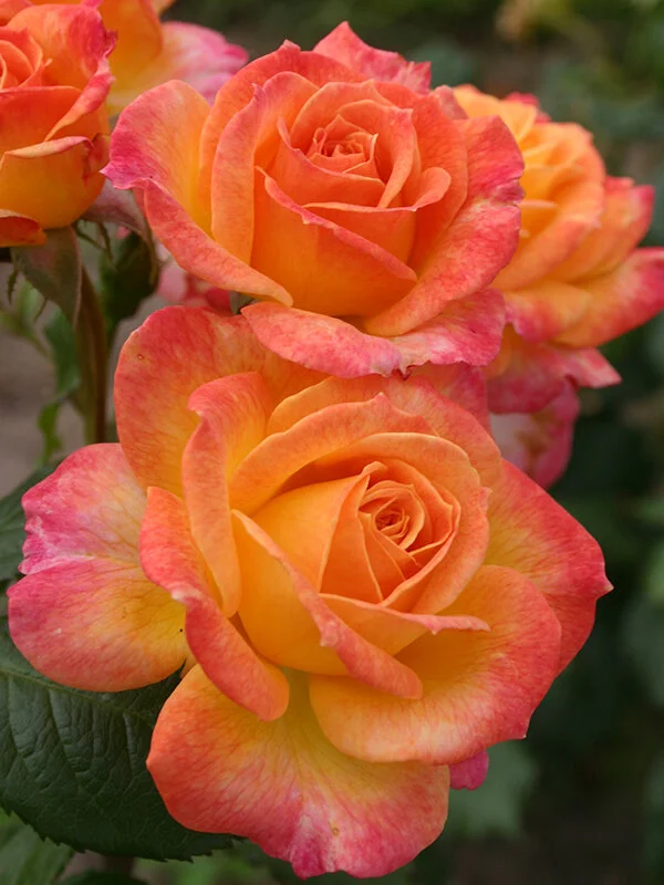 Garden Delight™ — Kordes® Roses
