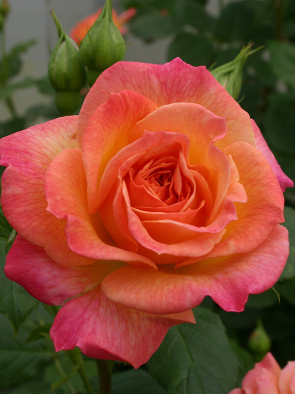Garden Delight™ rose - Palatine Fruit & Roses