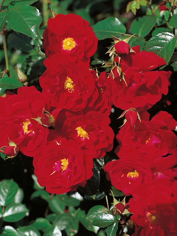 Vigorosa® Red Ribbons — Kordes® Roses
