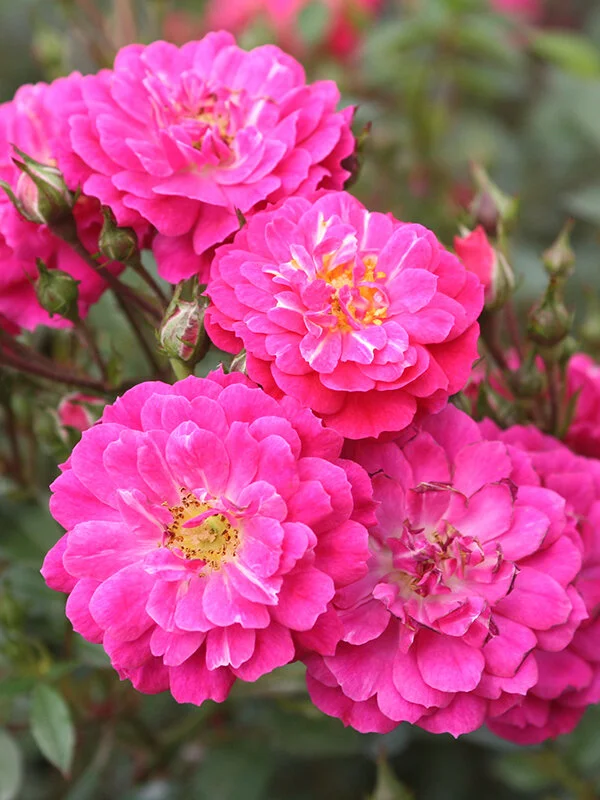 Vigorosa® Purple Rain™ — Kordes® Roses