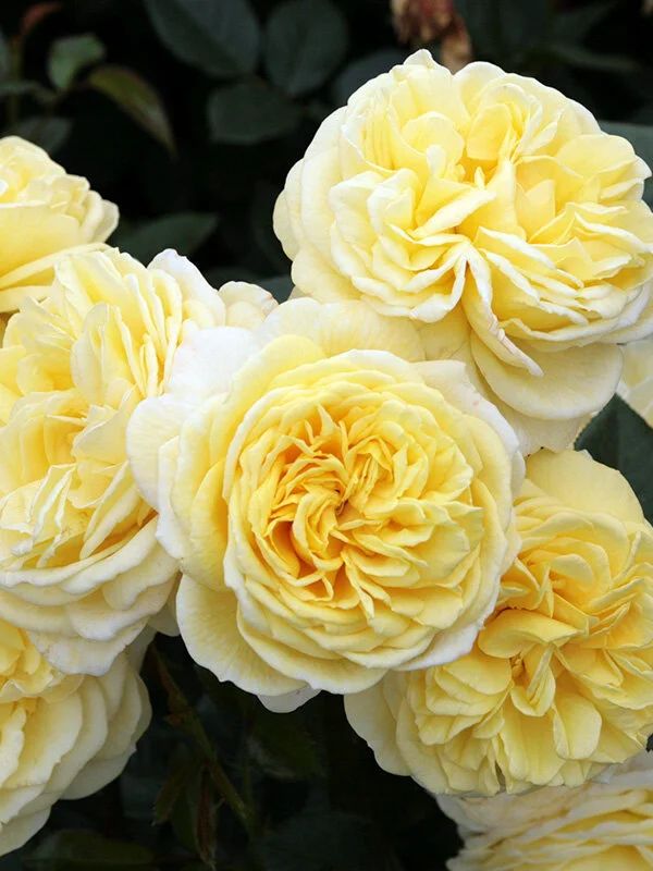 Roses Yellow — Kordes® Roses