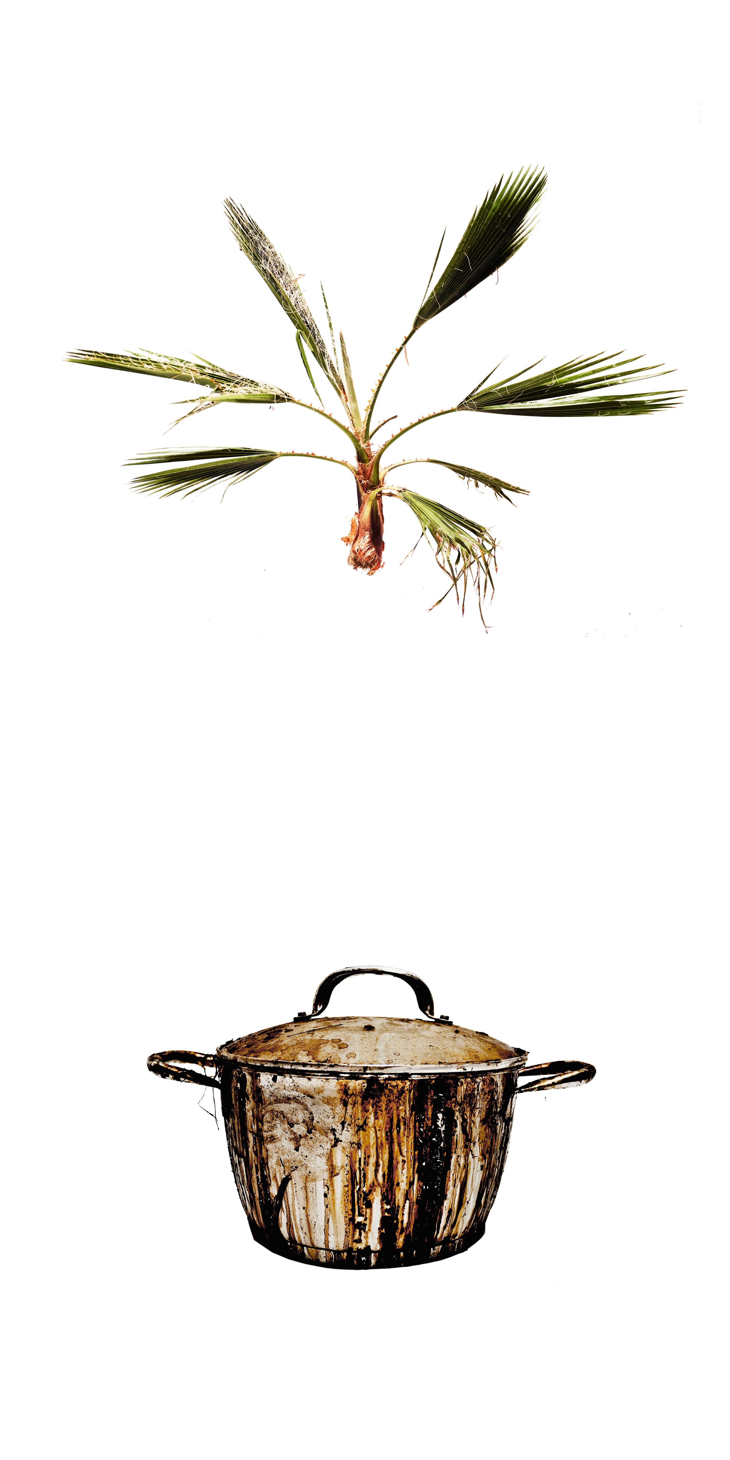 Papermaking Palm