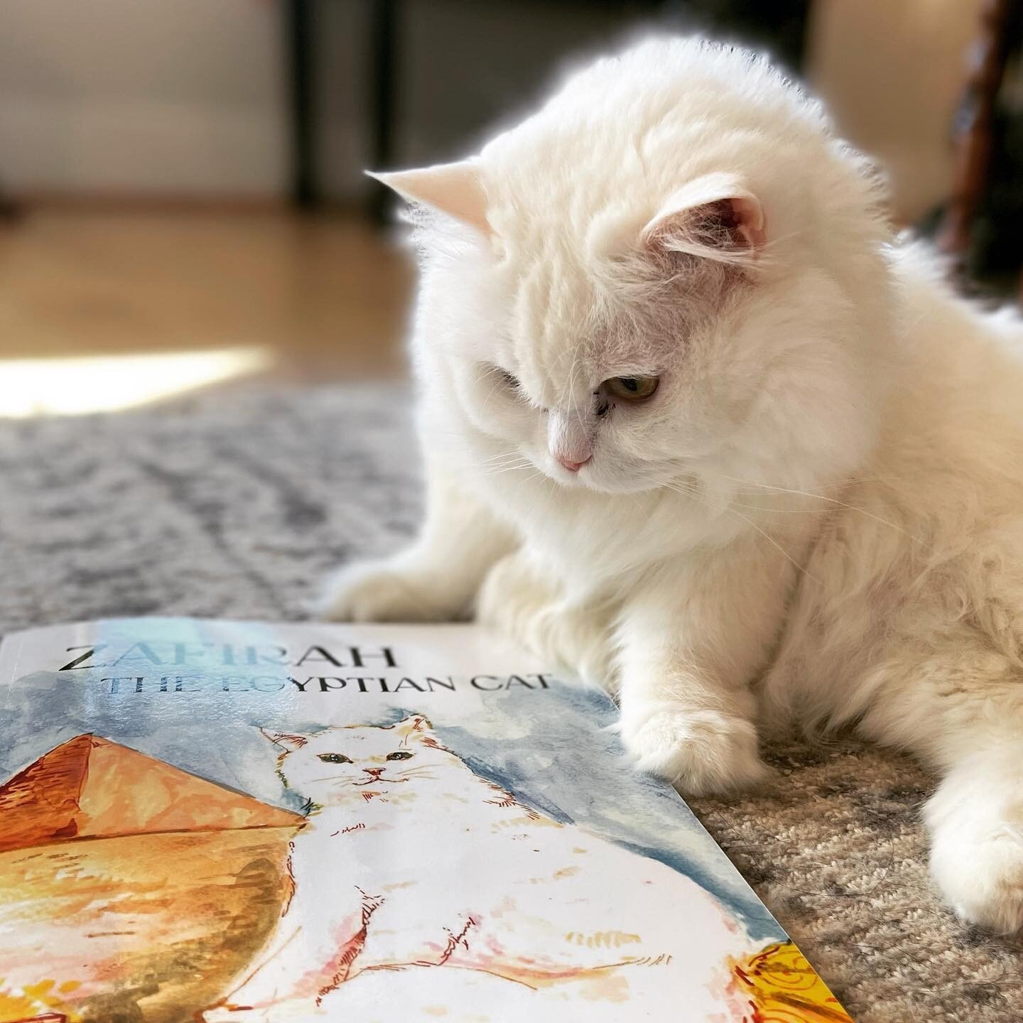 Zafirah - now the star of her own children's book! 💕link in bio to snag yours 

#newchildrensbook #newchildrensbooks  #culturalbooksforkids #egyptiancat #shirazicat #zafirahcat