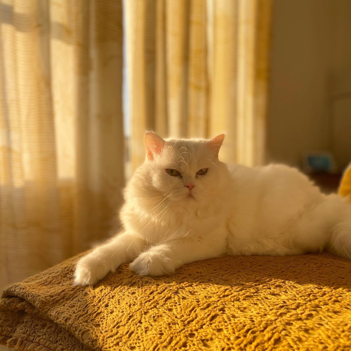 Zafirah does a lounge and reminds you to check out her children's book if you haven't yet - link in bio! 💕

#Egyptiancat #zafirahtheegyptiancat 
#newchildrensbook #firsttimeauthor #childrensbooks #childrensbookstagram #culturalbooksforkids #cultural