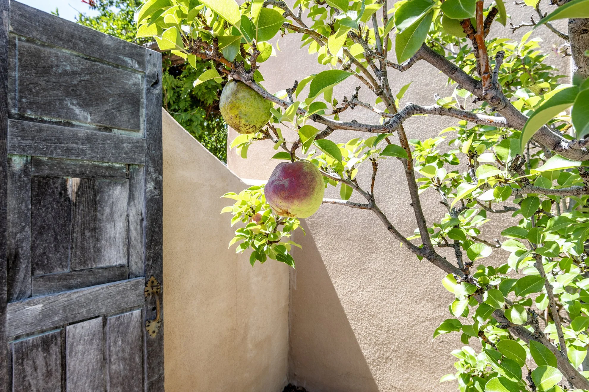 32_15minerstrail_Fruit garden detail.jpg