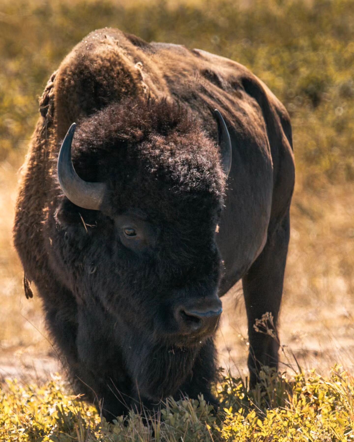 I went for a quick little adventure this weekend to shoot some content mostly focused on wildlife.  It was a productive trip that started with some nice poses from the Bison herd.