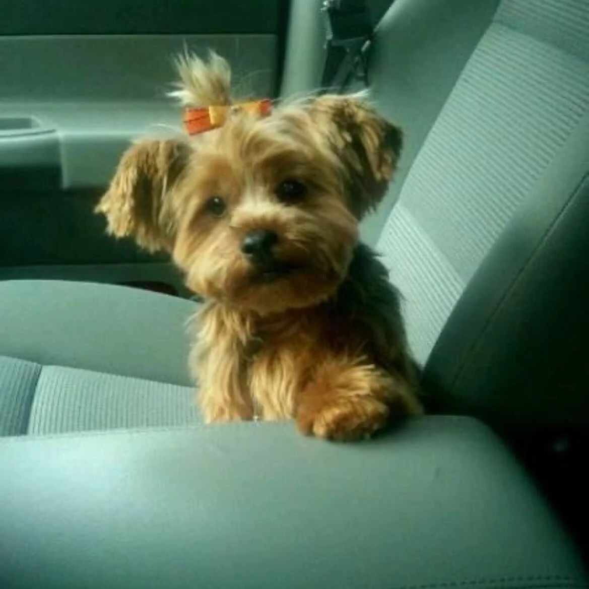 Celebrating when our puppy was a puppy for #NationalPuppyDay We love you, Chica Baby! 🐶💕