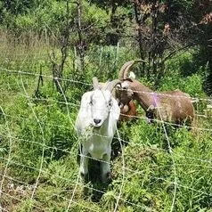 Goat Grazing Demonstration
