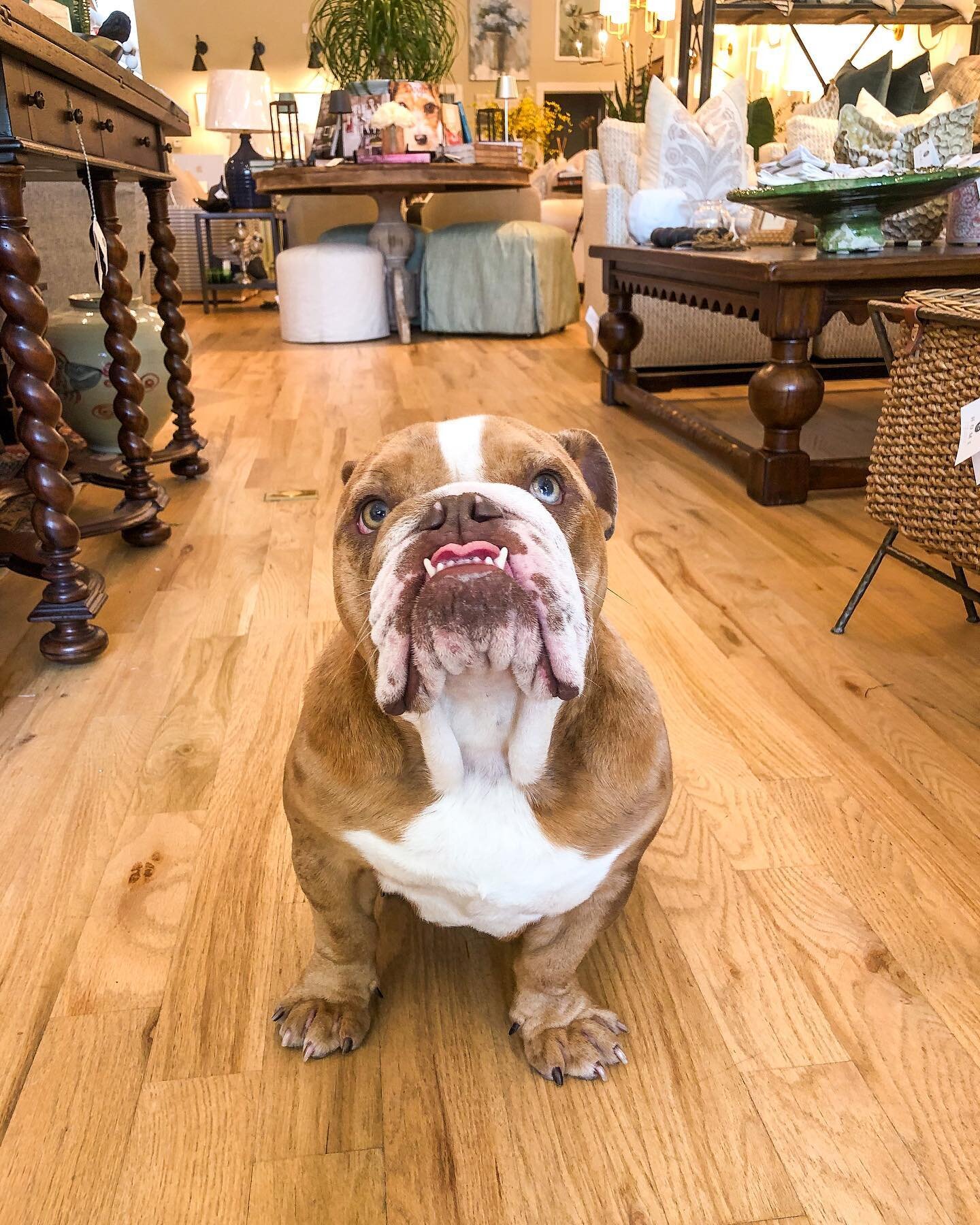 George came to the store today to see all the new arrivals we have! After some consideration, he said he approves them all. 😜 He&rsquo;ll be shopping here until 5 today. Stop by to say hello!