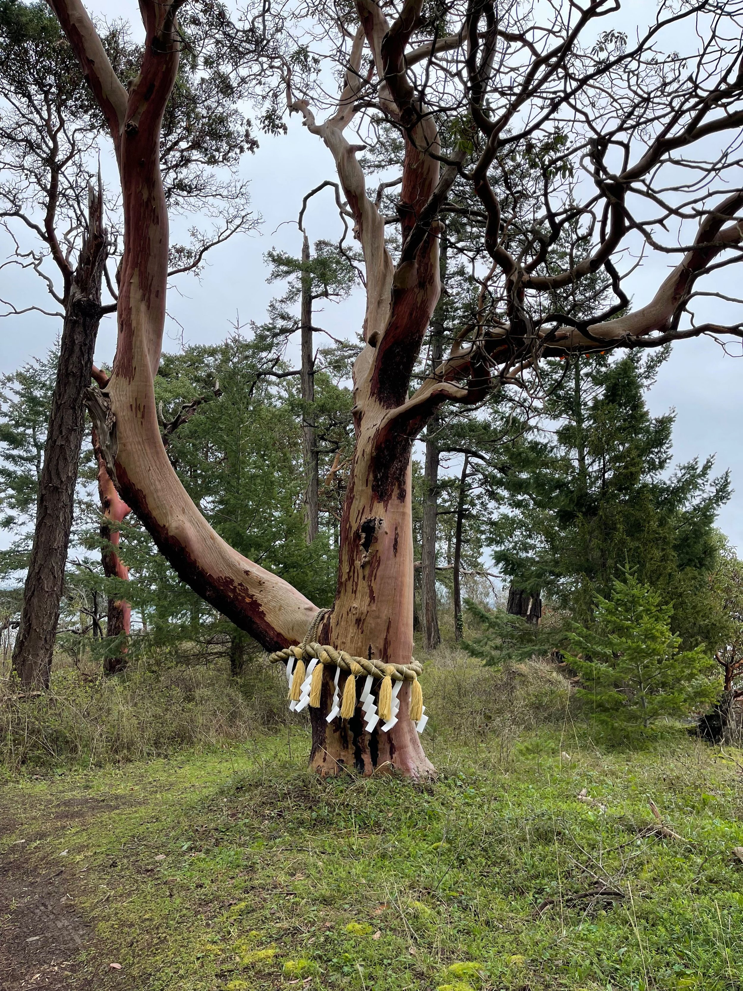 Shimenawa on sacred tree