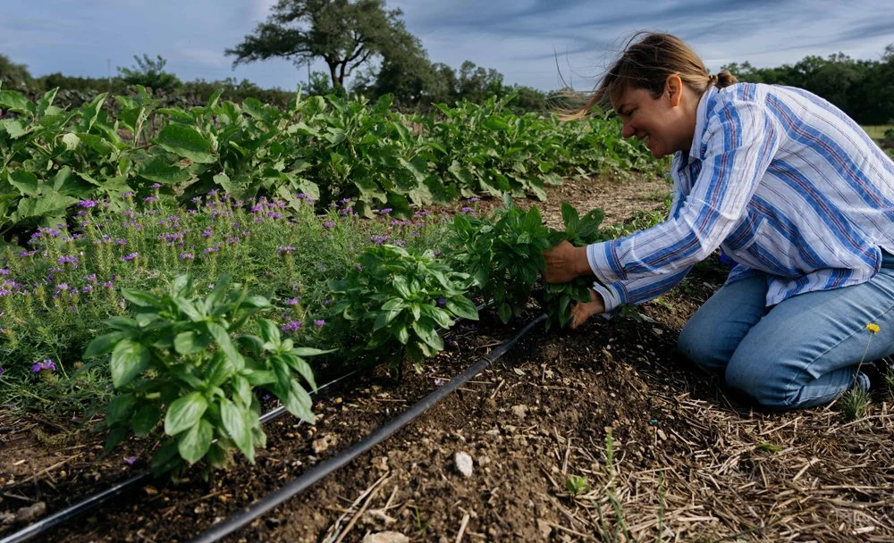 A woman kneeling in a field tending to green plants with purple flowers, using a drip irrigation system on a sunny day.