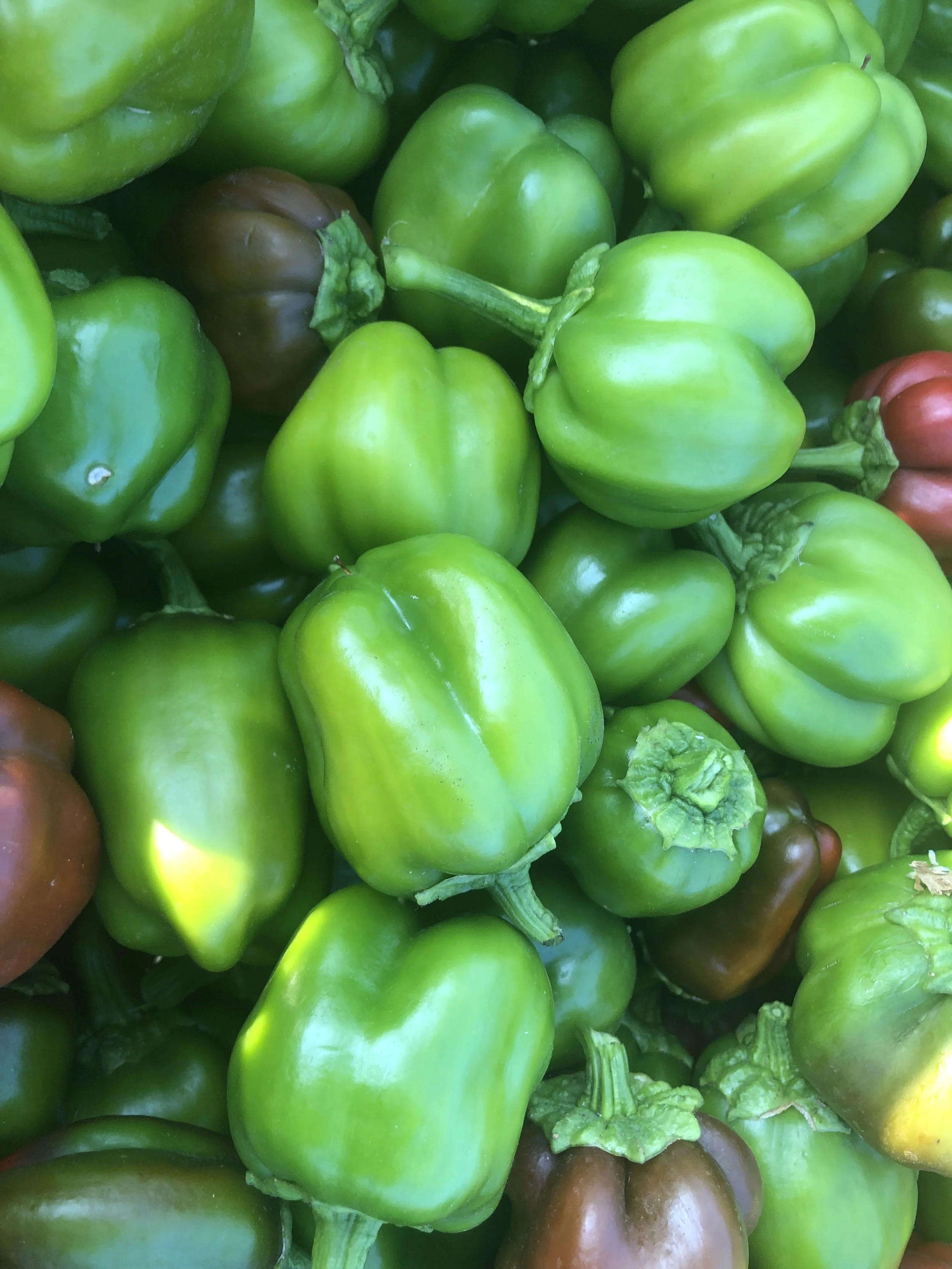 green peppers.jpeg
