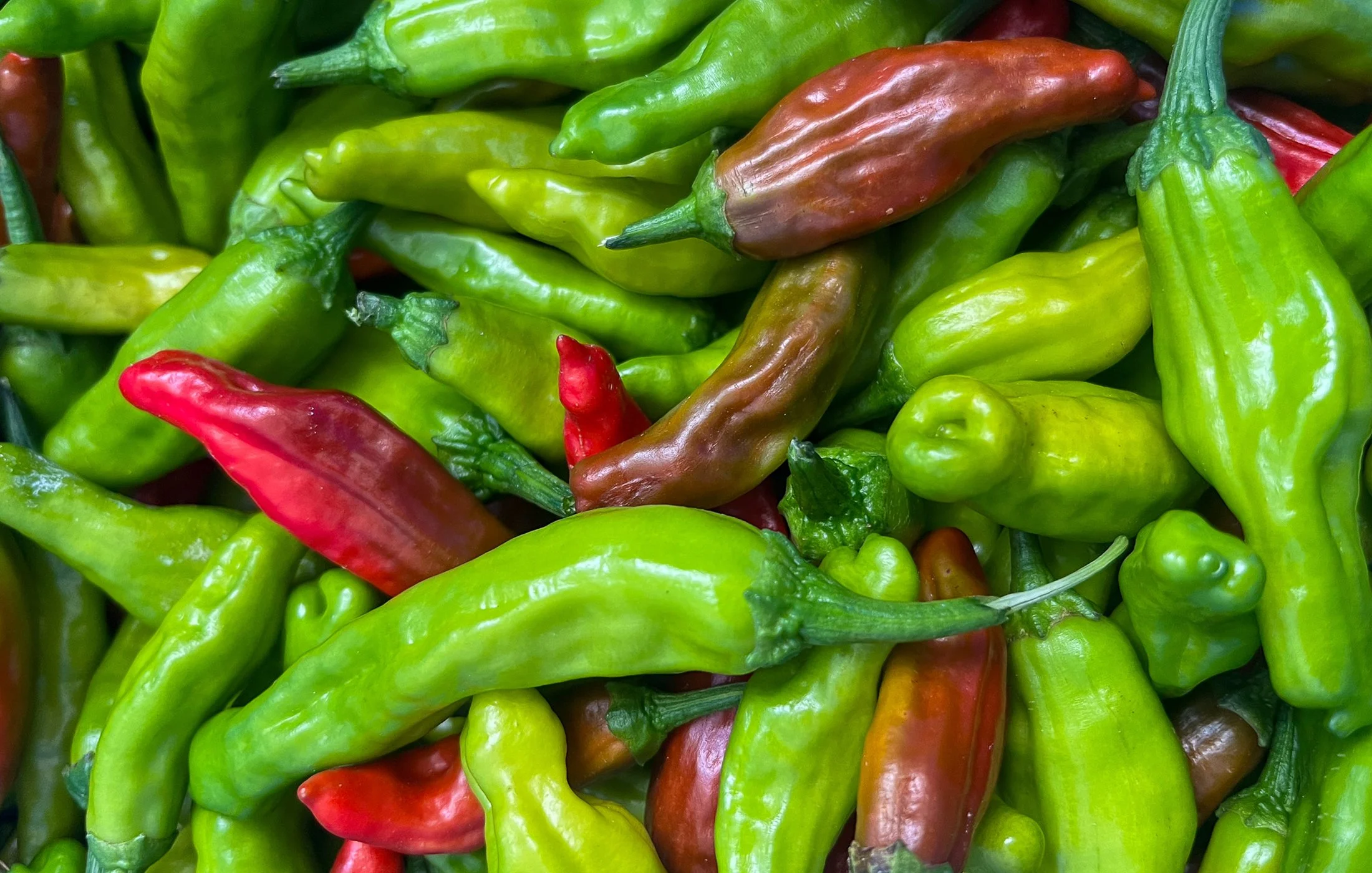 W-Pepper.jpg