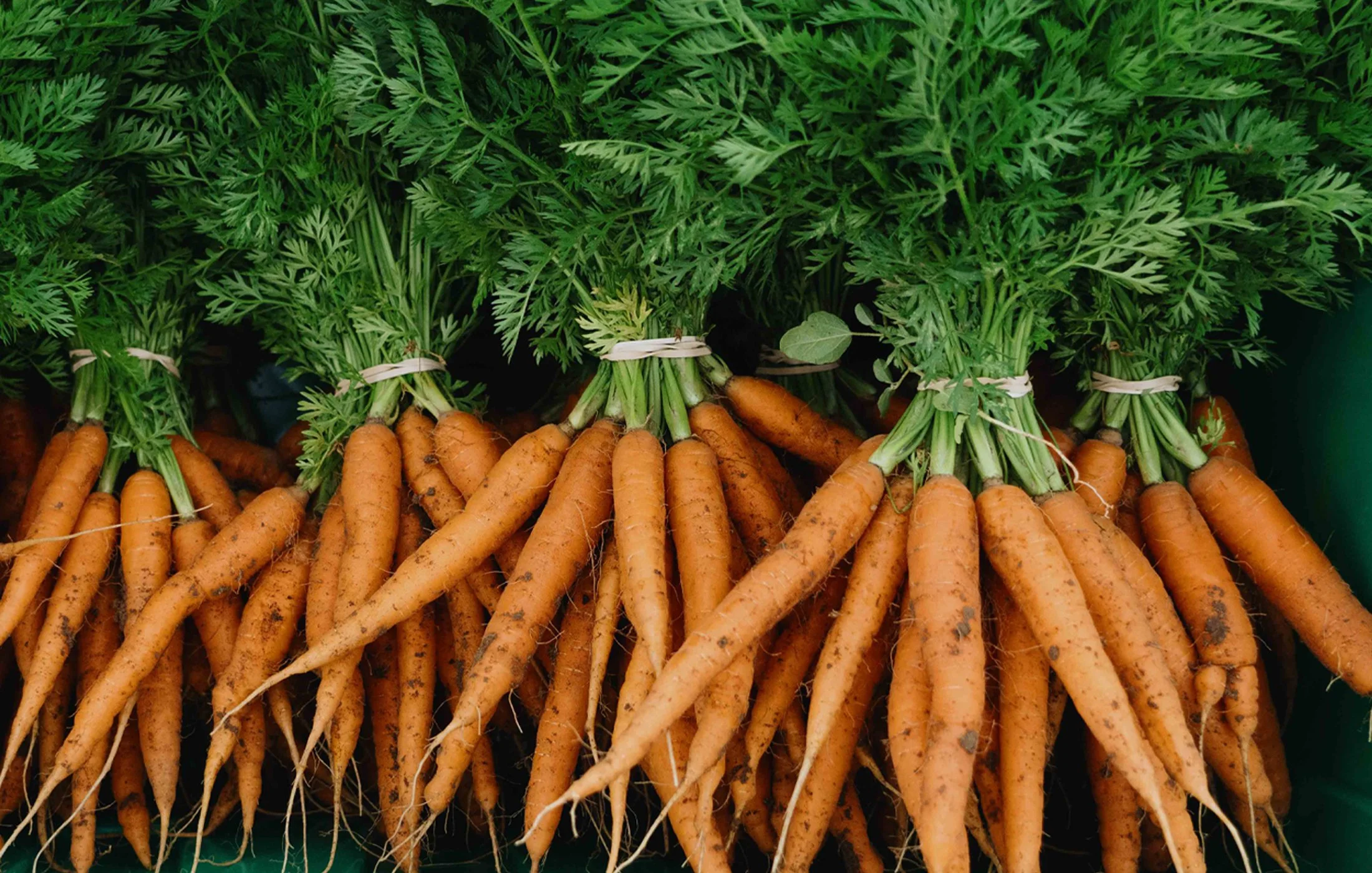 PartnerImage-CarrotZM.jpg