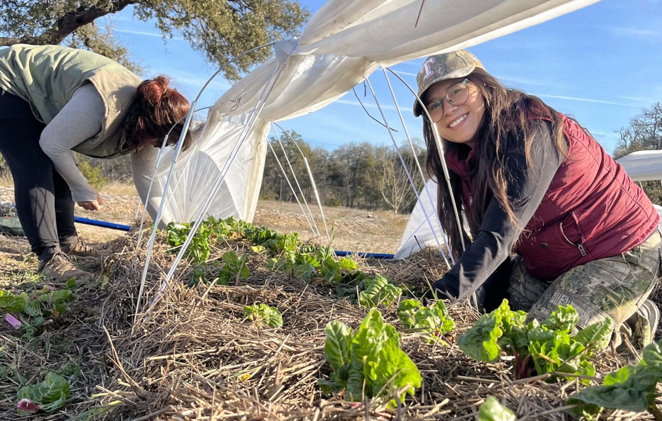 Two women harvesting greens from the fields under row cover, with a bright blue sky and trees in the background.