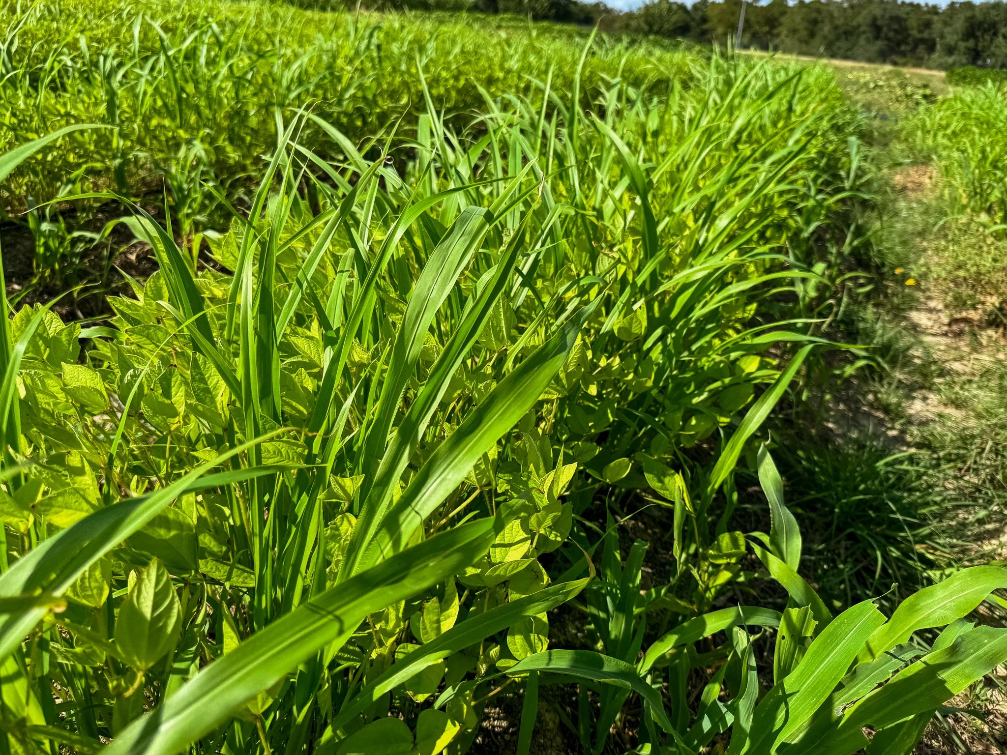 Close-up of tall green grass and leafy plants on a farm field, with a pathway on the right side.