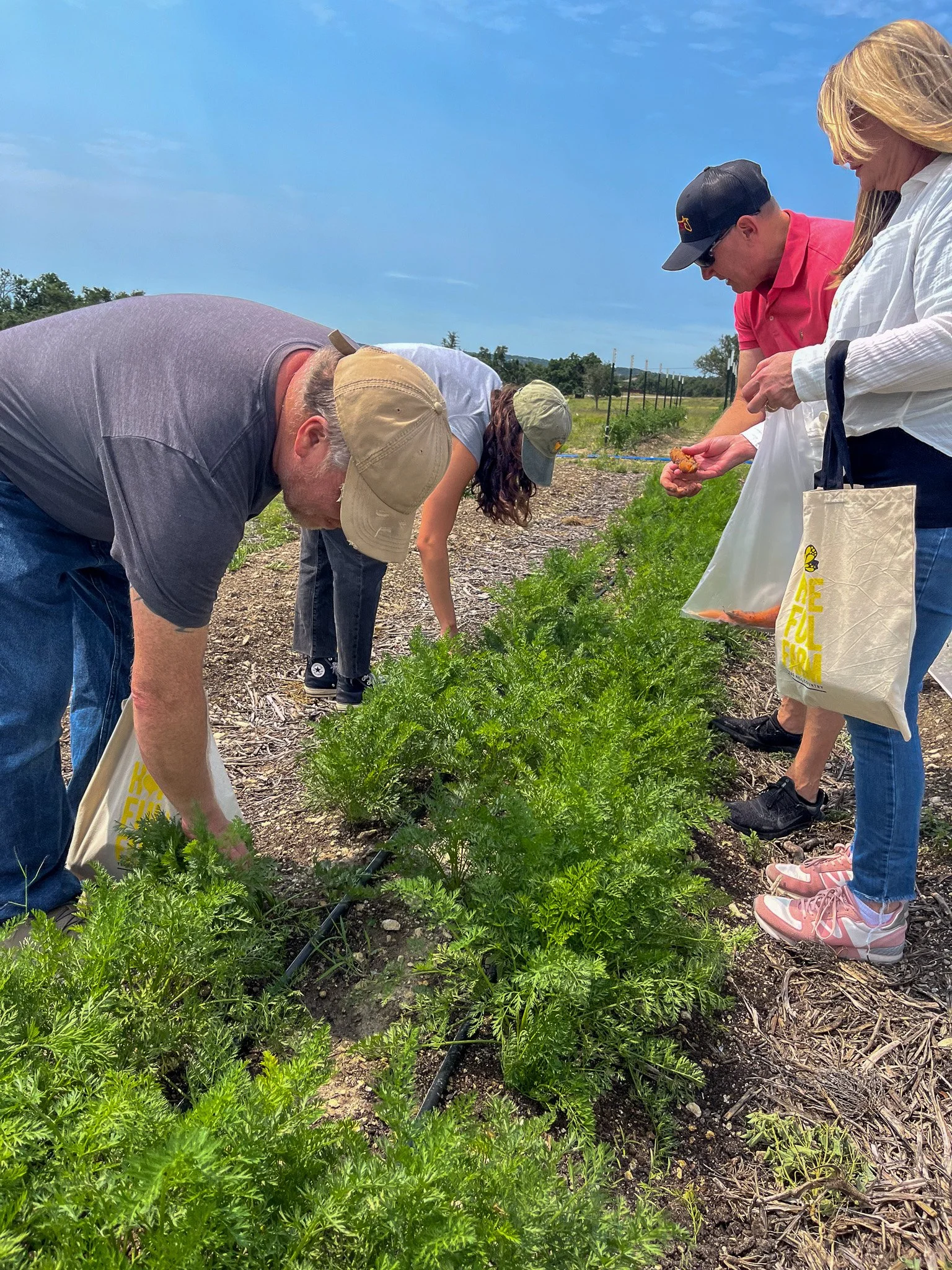 People harvesting carrots in an outdoor farm field.