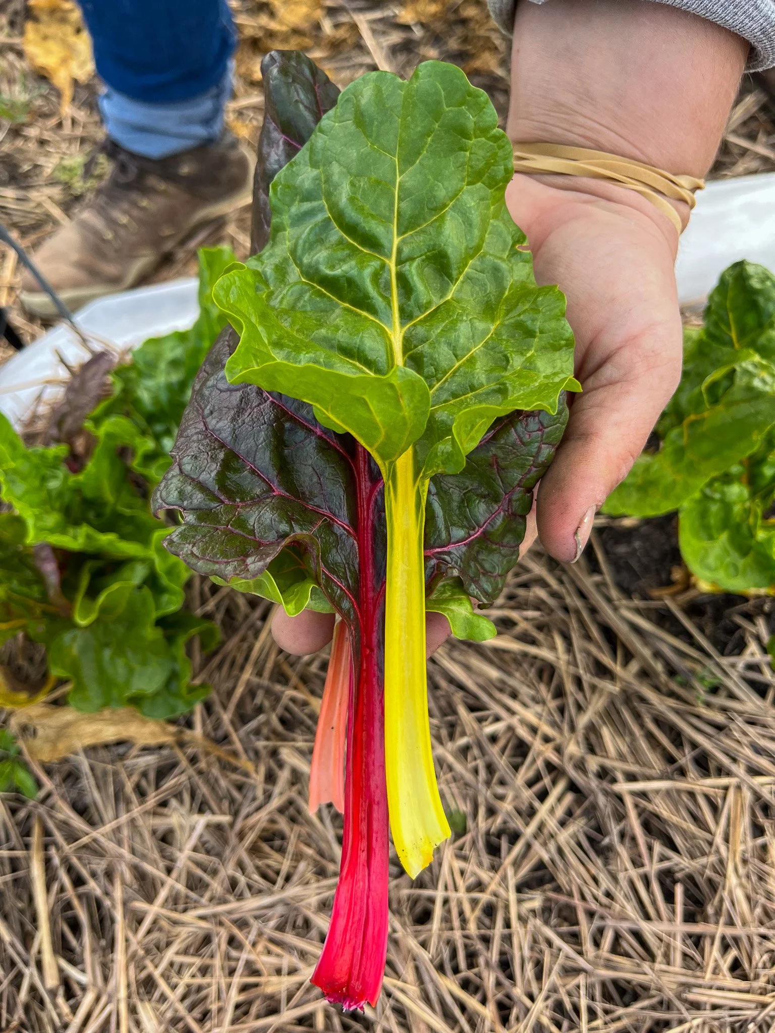 Person holding a colorful Swiss chard leaf with green, red, and yellow stalks. The background shows straw mulch and other leafy greens.