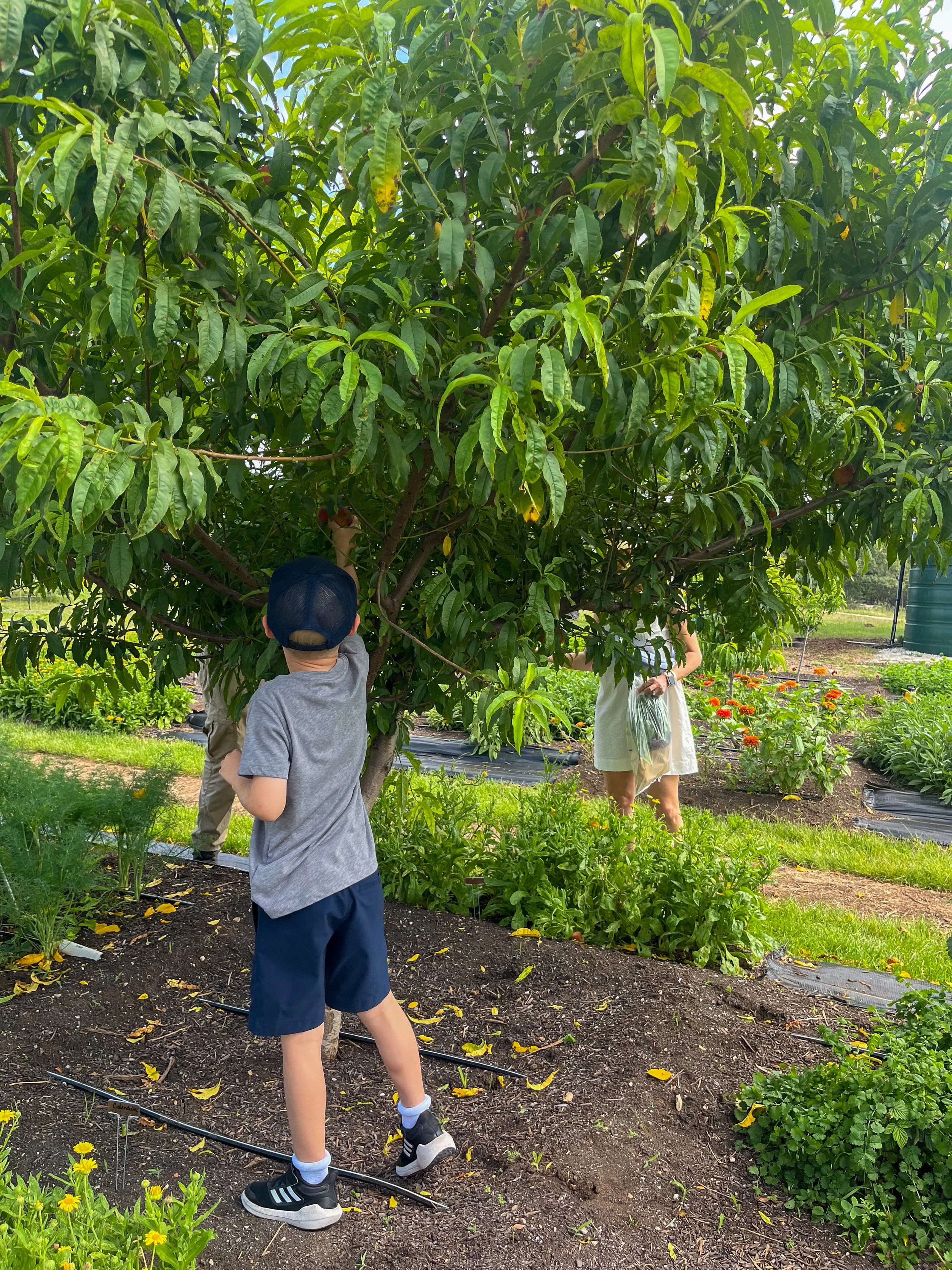 Children picking peaches from a tree in a garden.