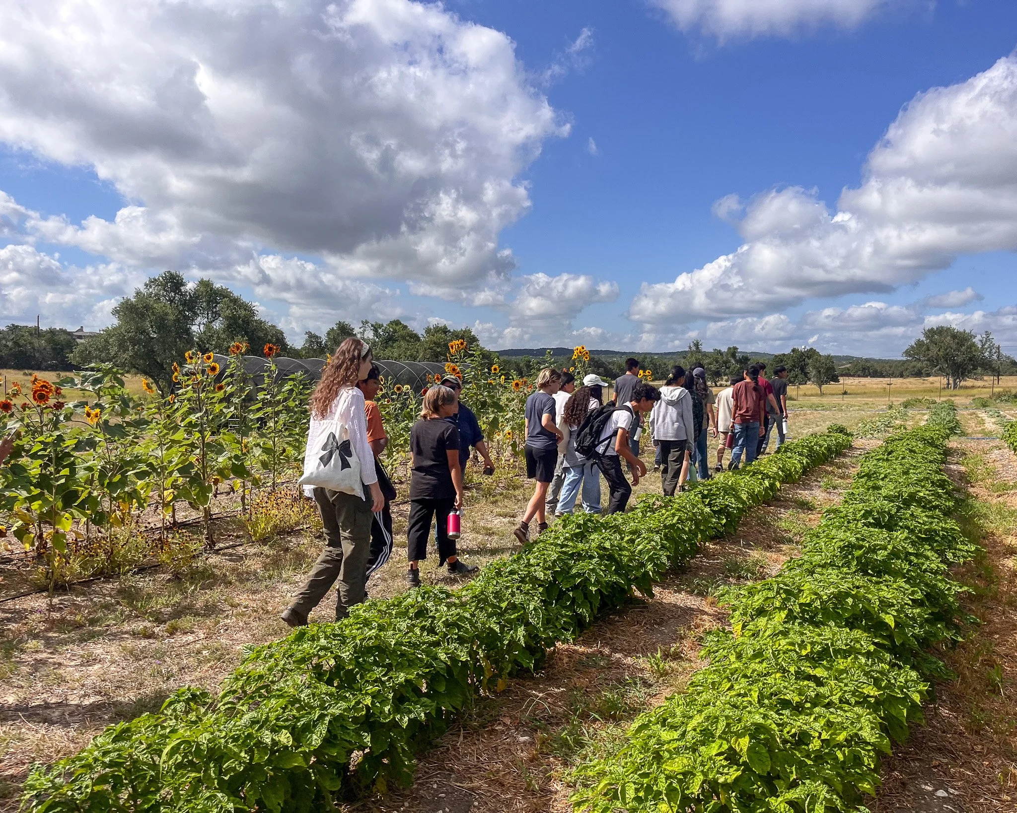 A group of people walking through a sunflower field and a garden with green plants under a partly cloudy sky.
