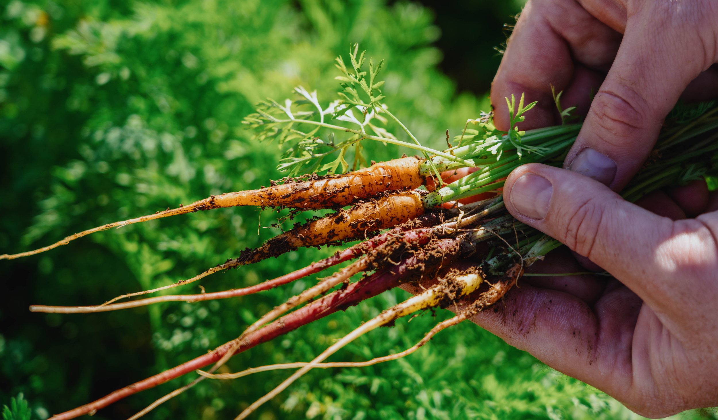 Person harvesting a bunch of freshly dug carrots in a garden