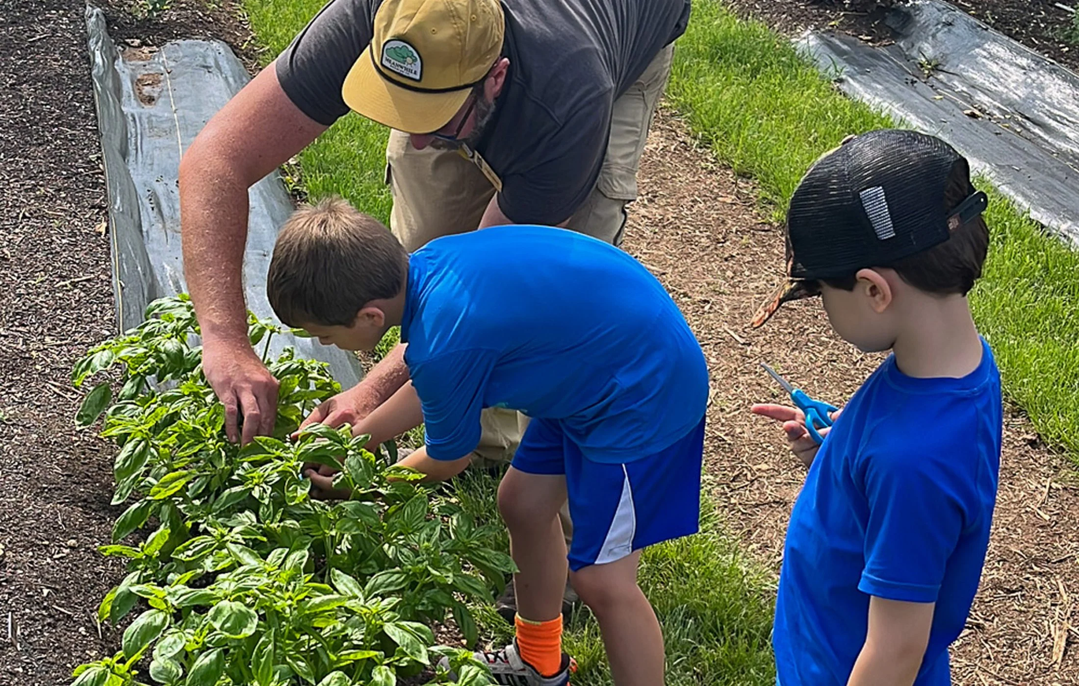 Three people, two children and one adult, gardening together outdoors, with one child cutting herbs or plants while the others assist.
