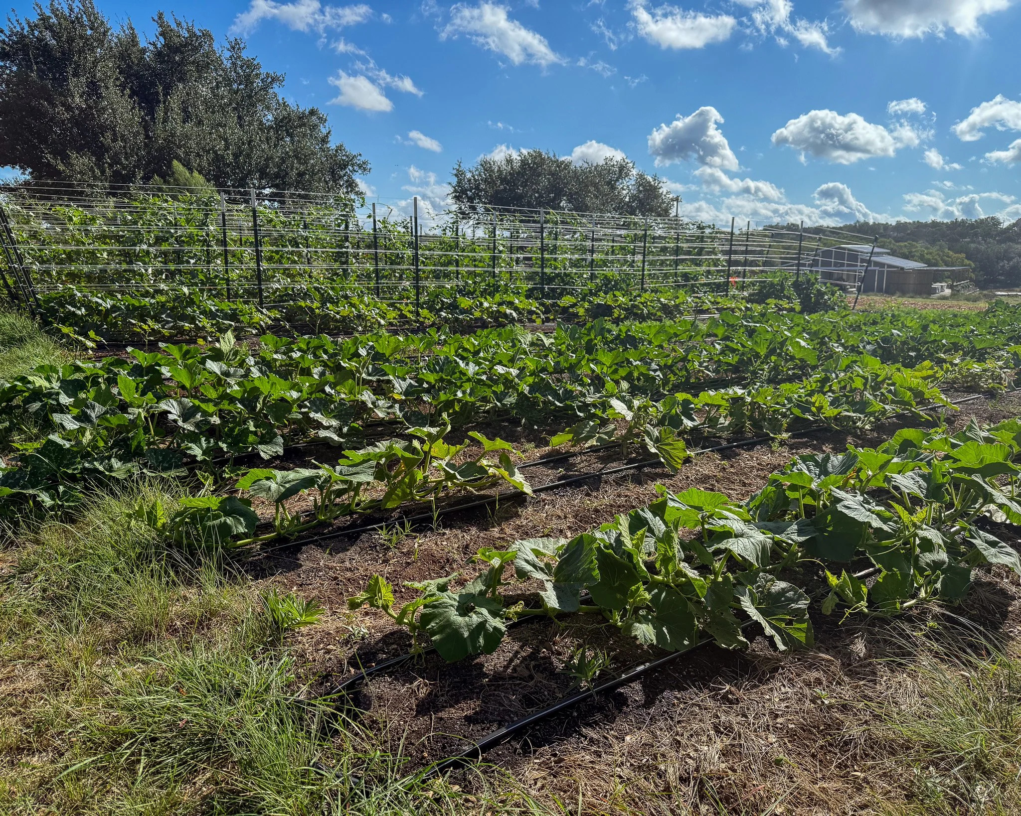 A lush vegetable farm with rows of green plants under a bright blue sky with scattered clouds, surrounded by trees and a building in the distance.