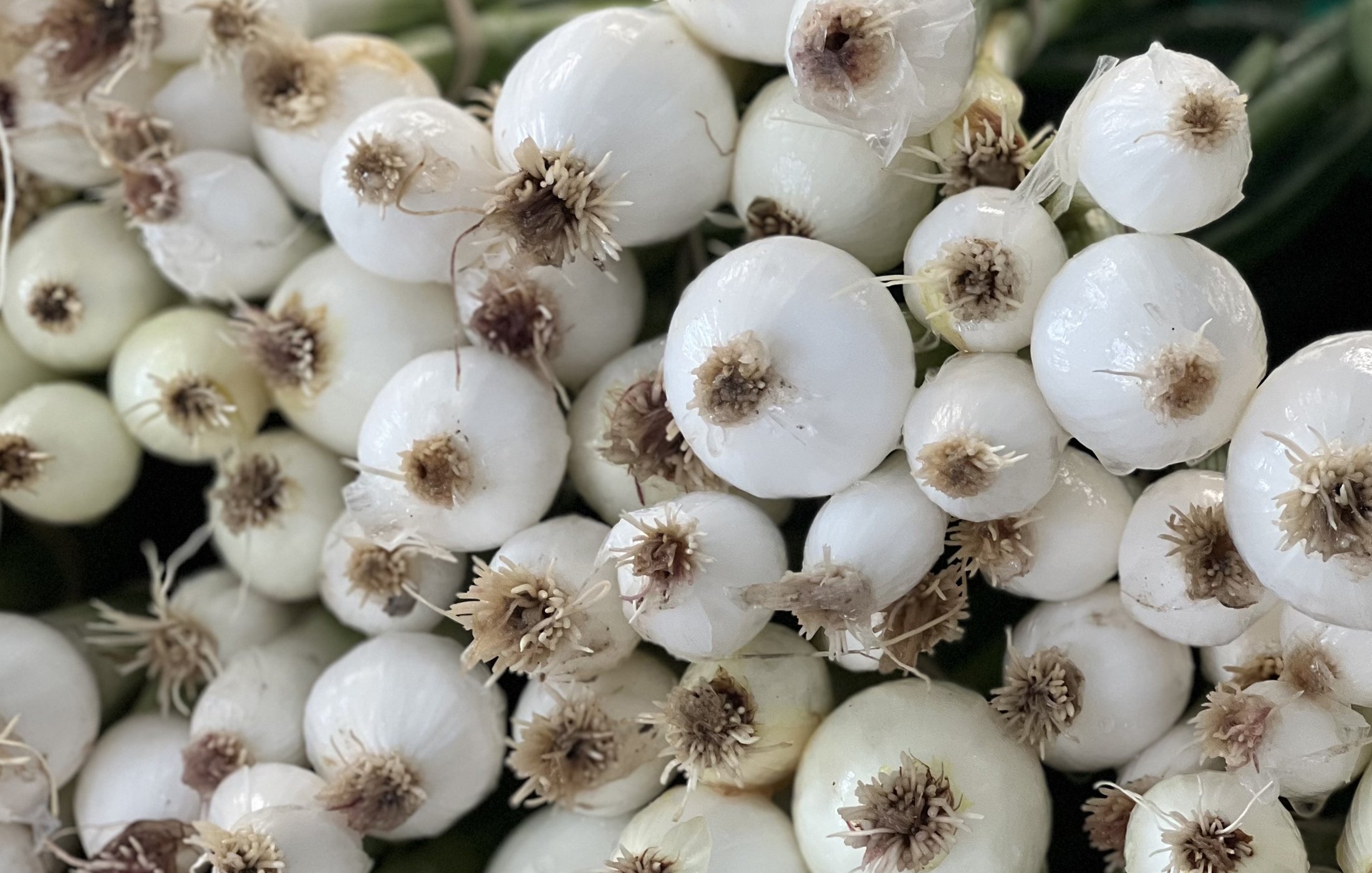 Close-up of white onion bulbs with roots attached, piled together.