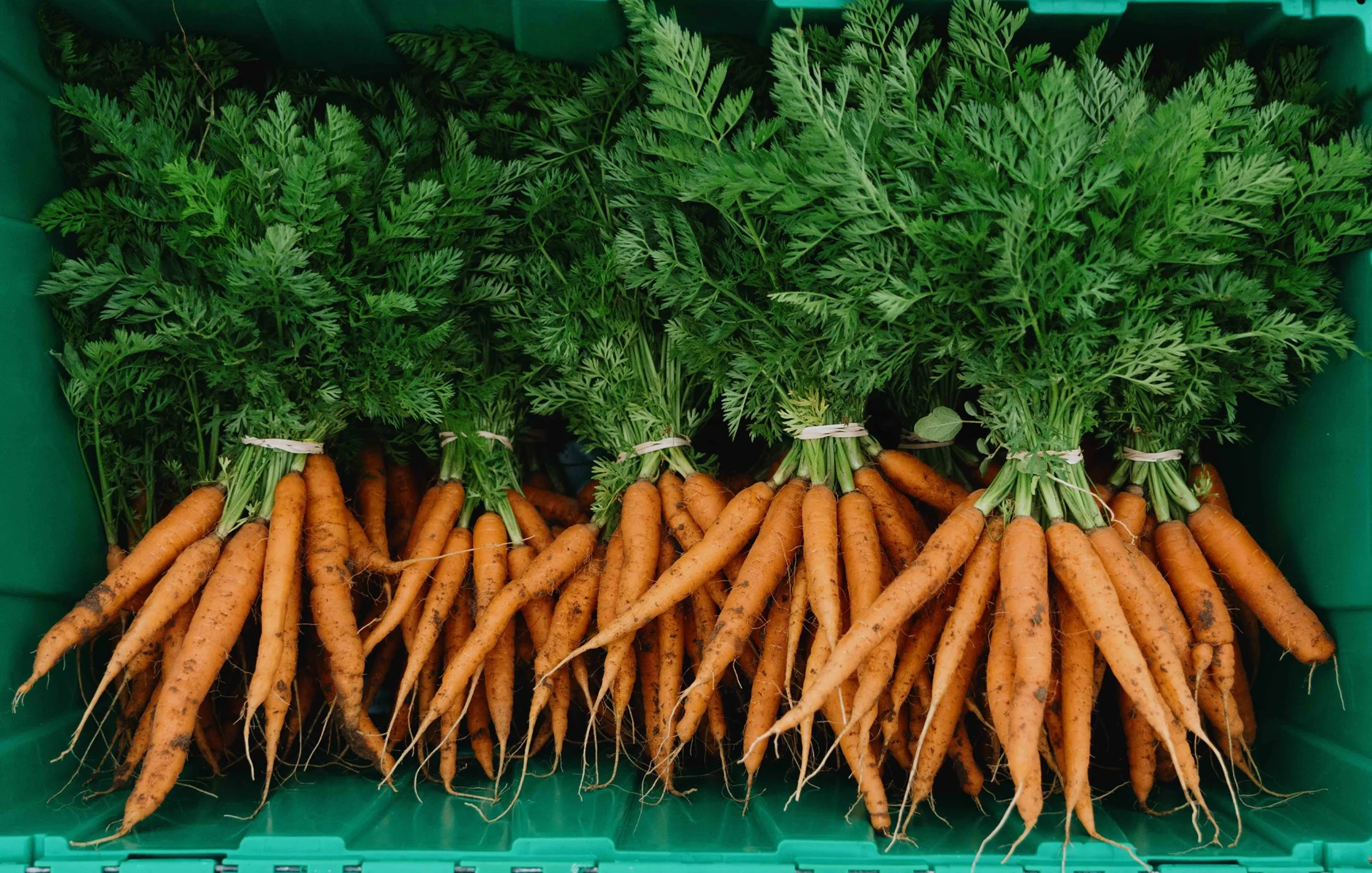 Freshly harvested carrots with green leafy tops in a green container.