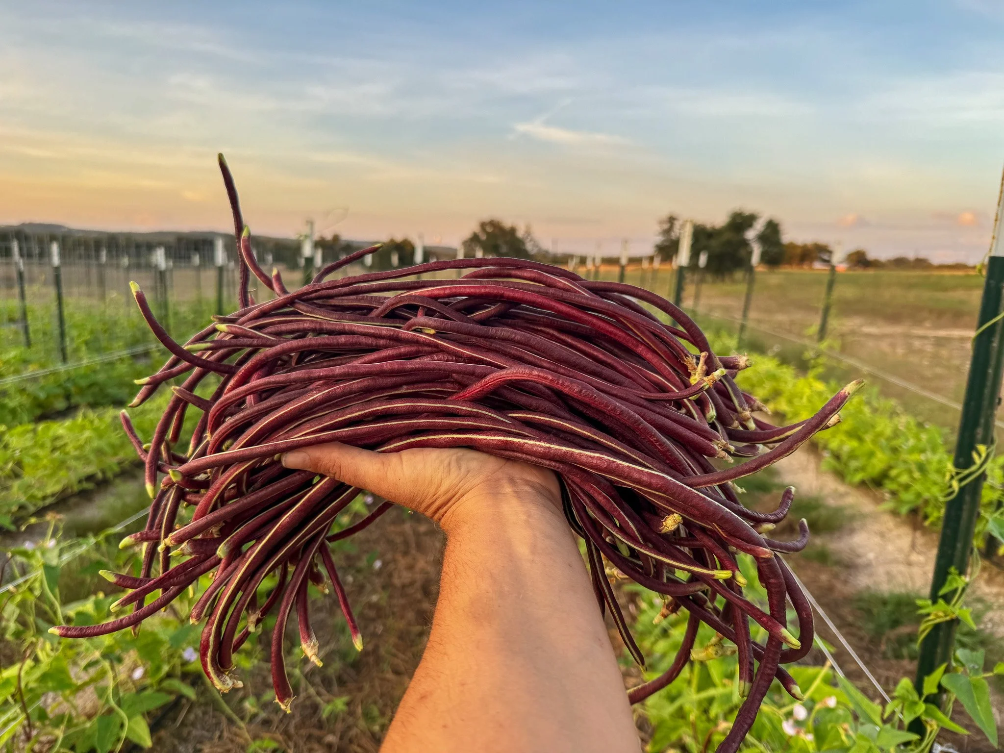 Person holding fresh purple beans in a farm field during sunset.