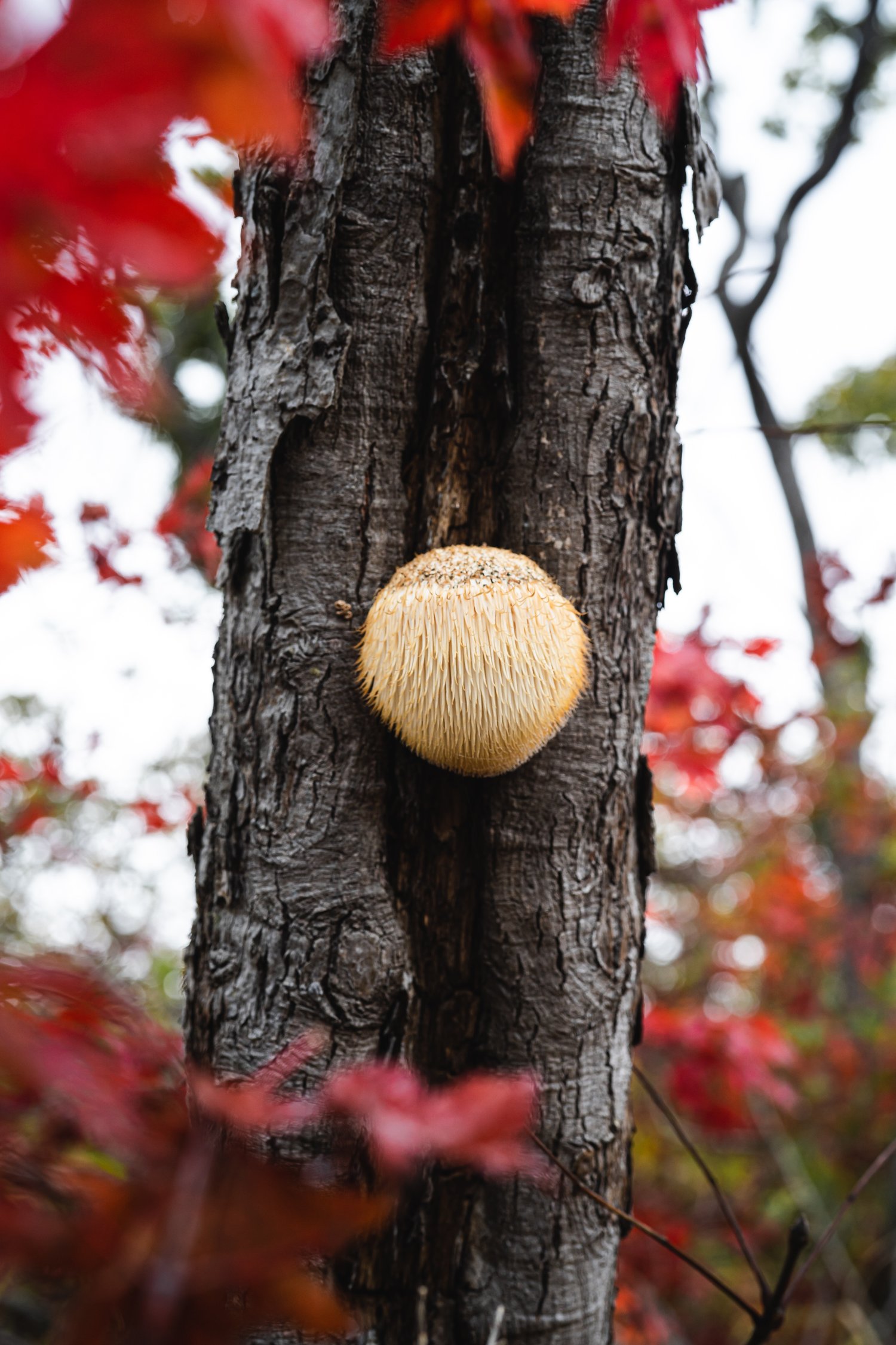 Photo of lion's mane mushroom growing on a tree, with red leaves in the foreground.