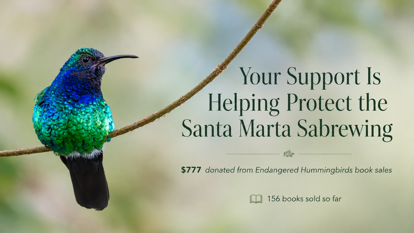 Your Support Is Helping Protect the Santa Marta Sabrewing
