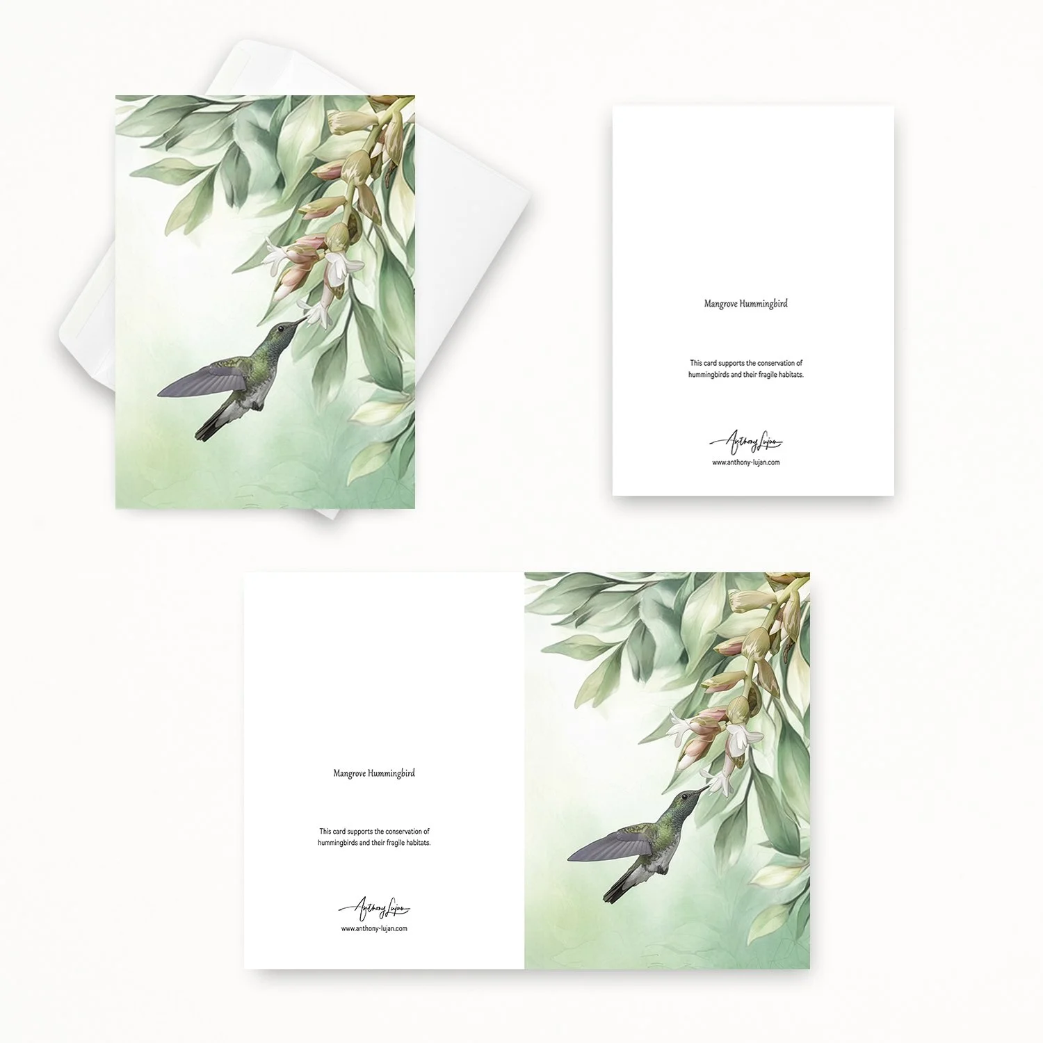 Mangrove Hummingbird 00-2.jpg