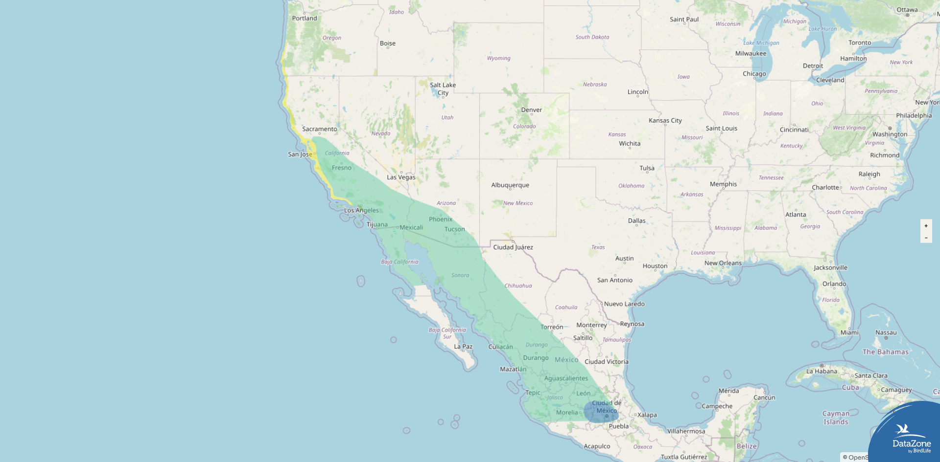 Allen's Hummingbird — Anthony Lujan