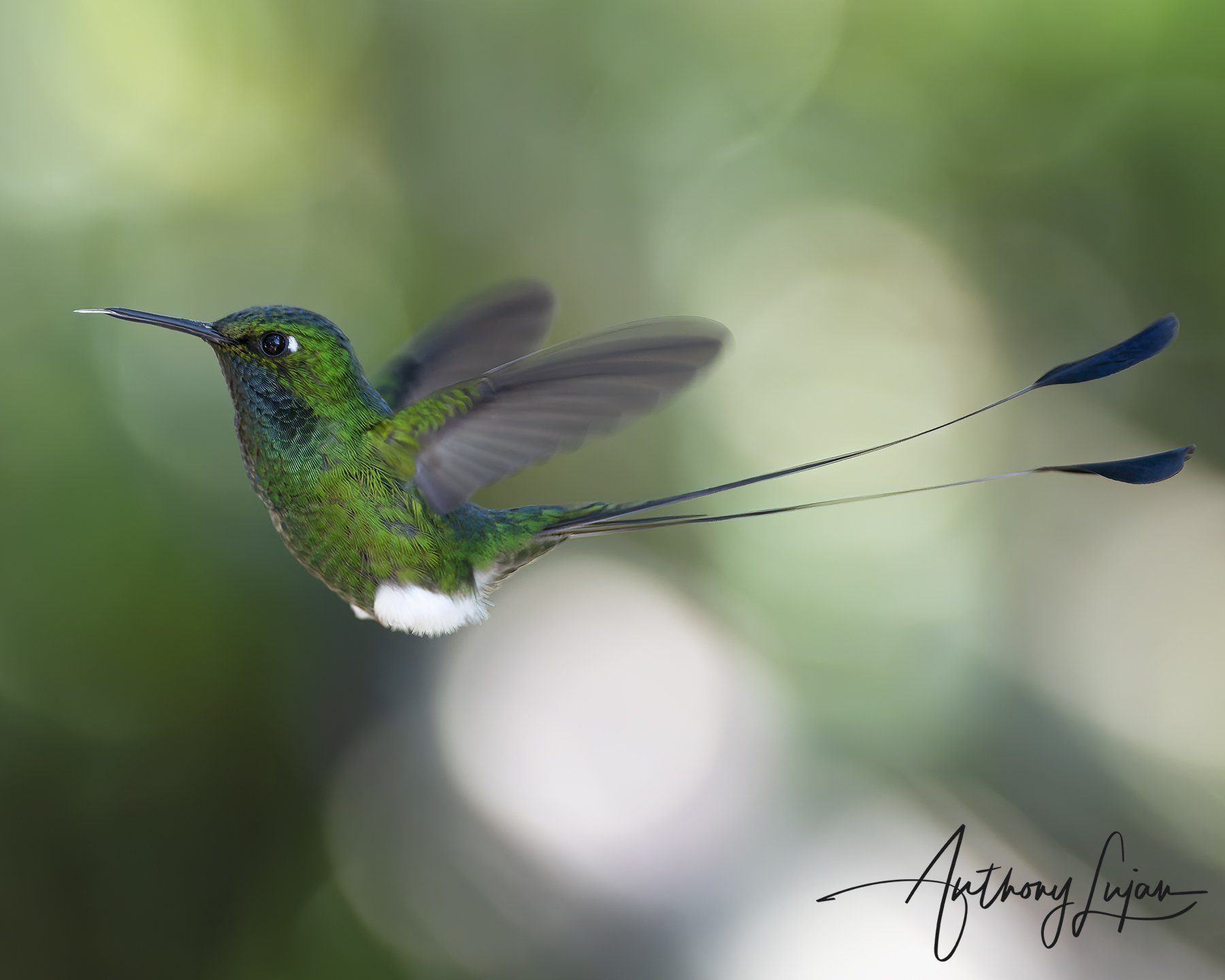 DSC8513 Booted Racket-tail x1800.jpg