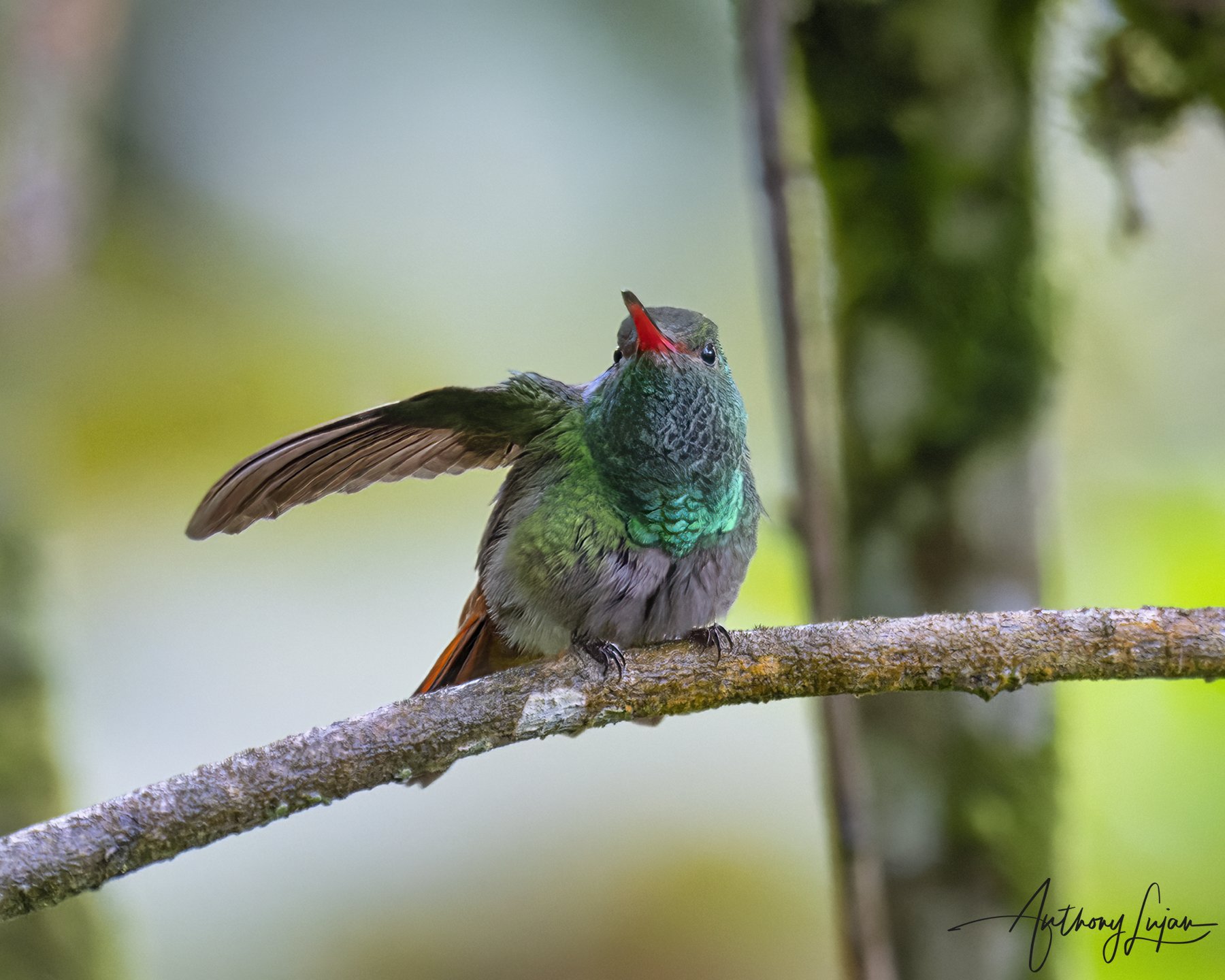 DSC4174- Rufous-tailed.jpg