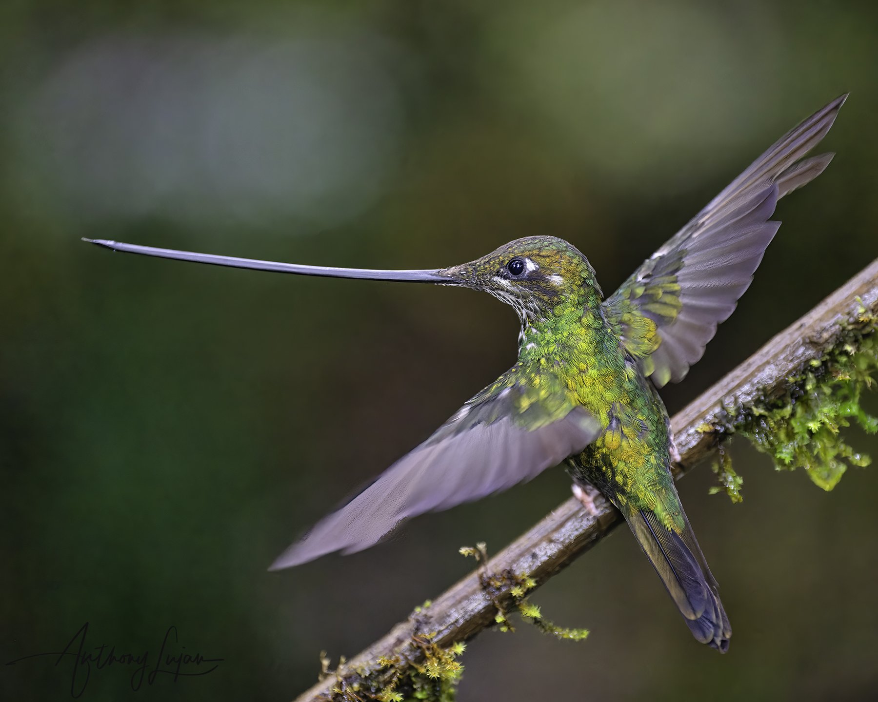DSC6638 Sword-billed hummingbird x1800.jpg