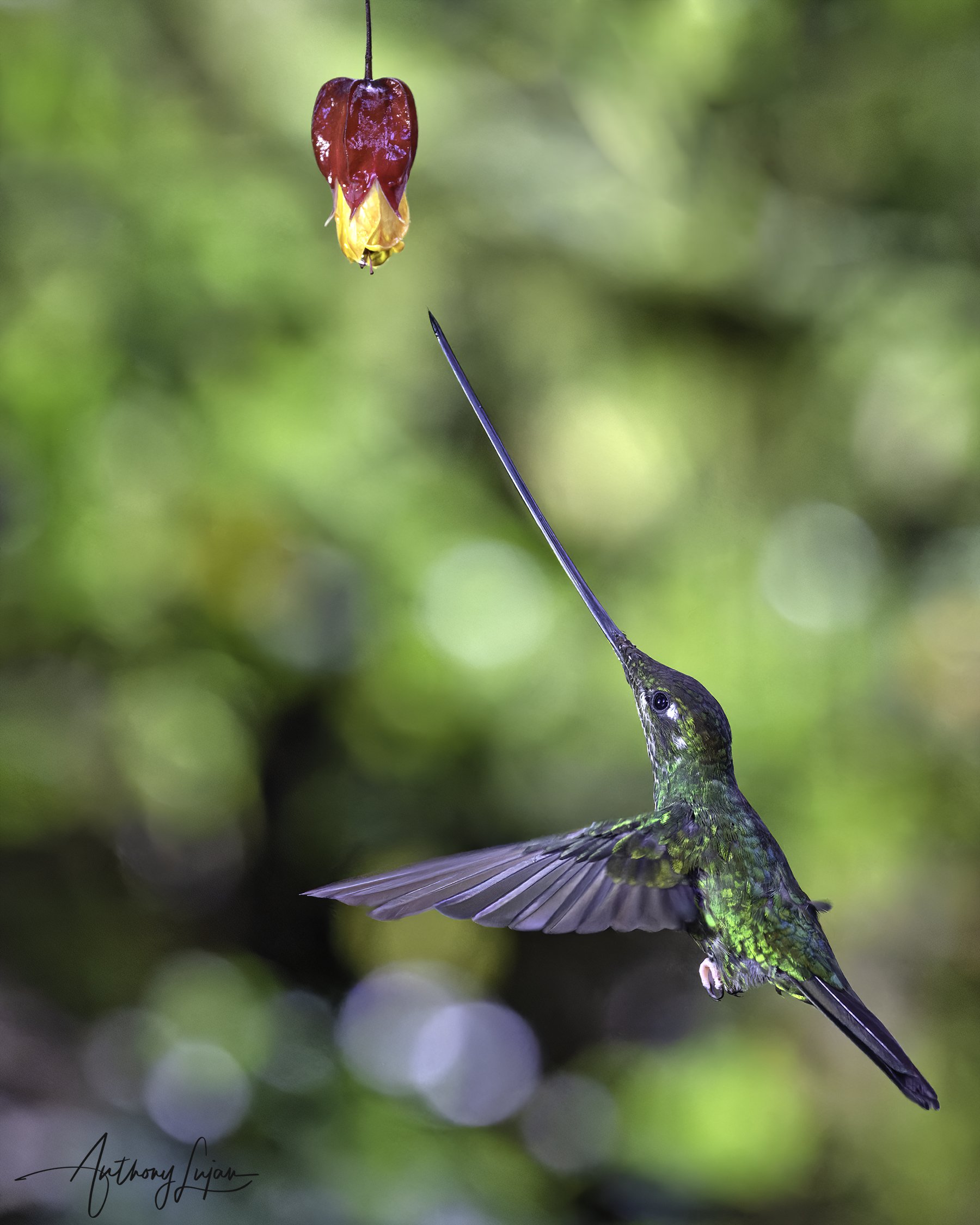 DSC6772 Sword-billed hummingbird x1800.jpg