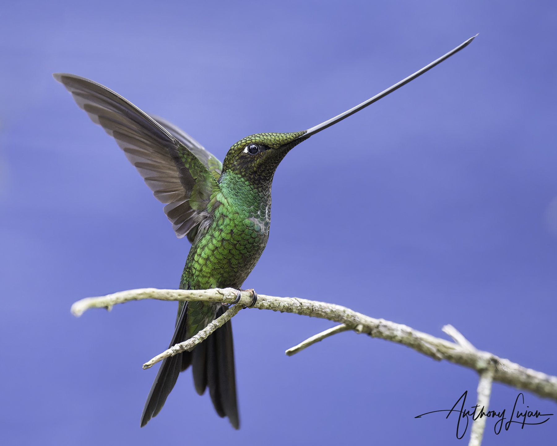 DSC7222 Sword-billed hummingbird x1800.jpg