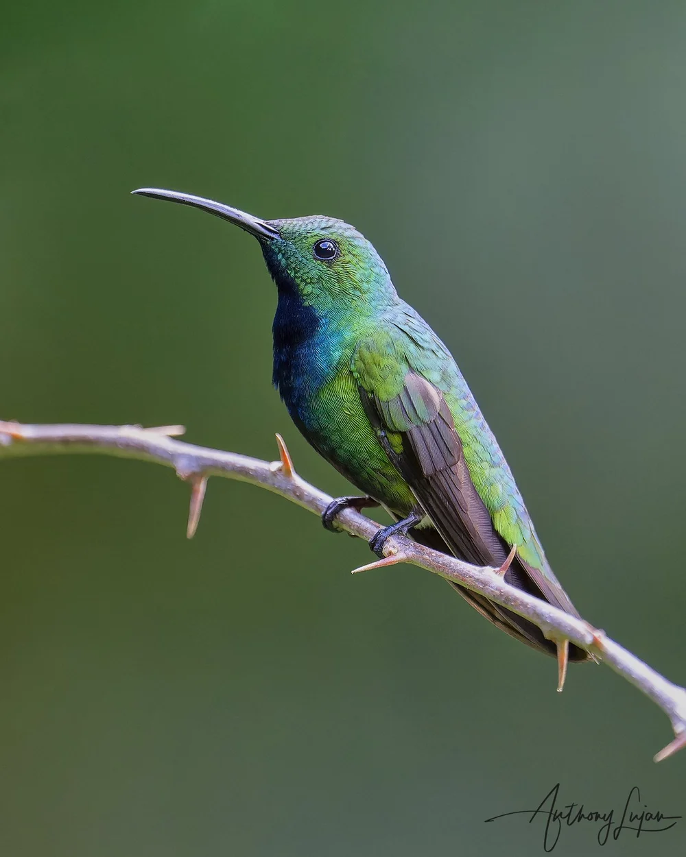 Green-breasted Mango — Anthony Lujan