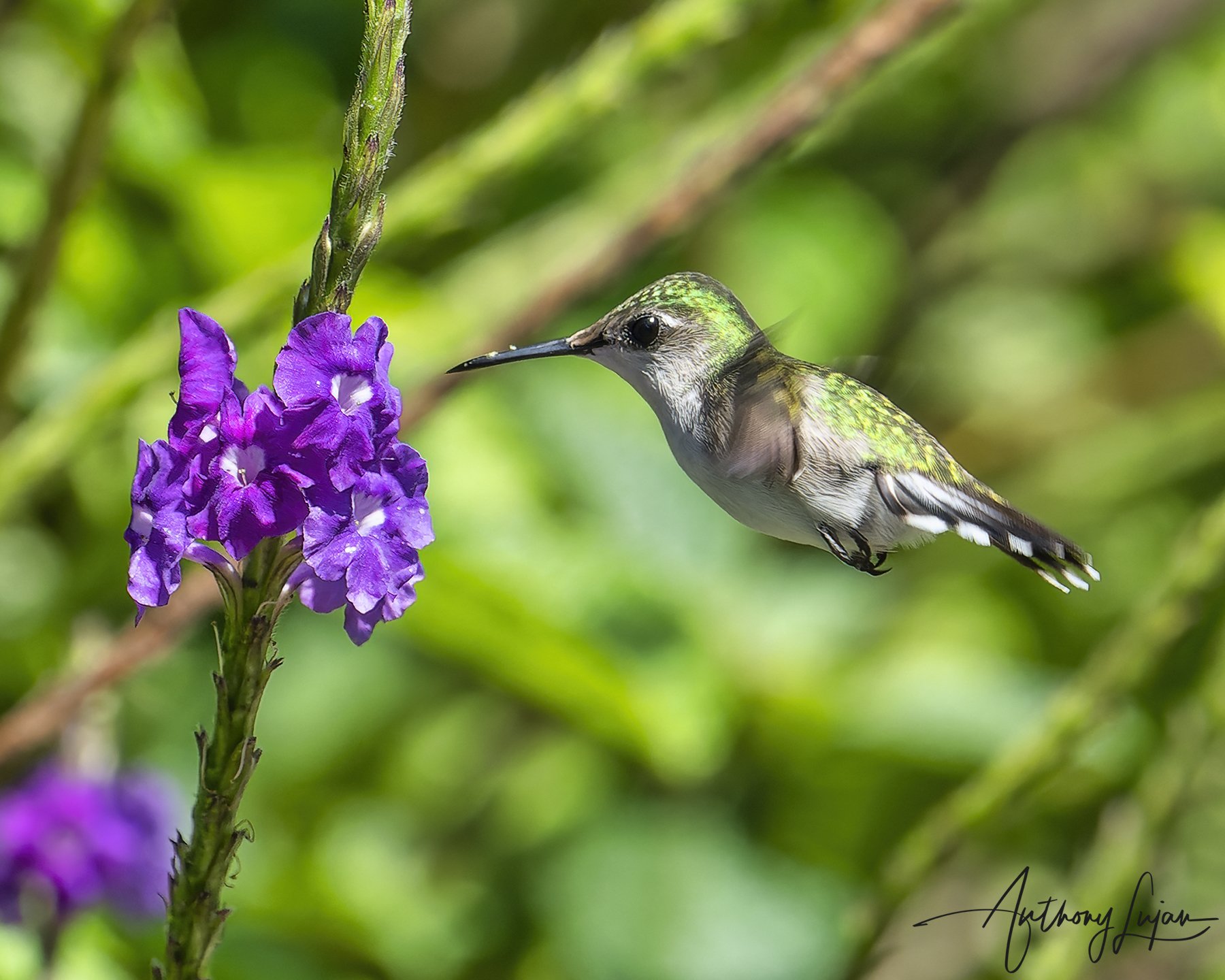 DSC7619 - Snowcap Hummingbird Female x1800.jpg